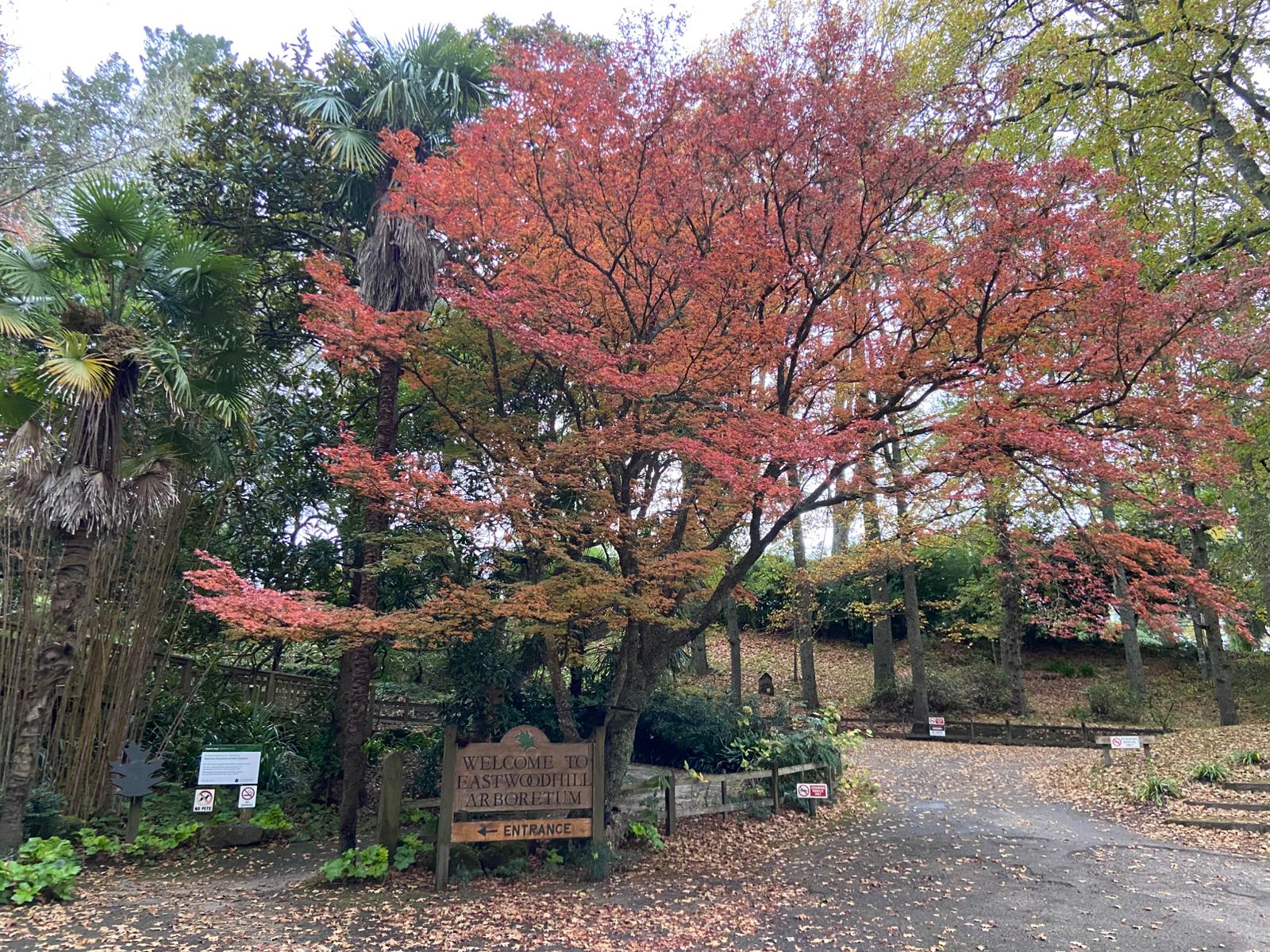 Entrance to Eastwoodhill Arboretum in peak autumn color