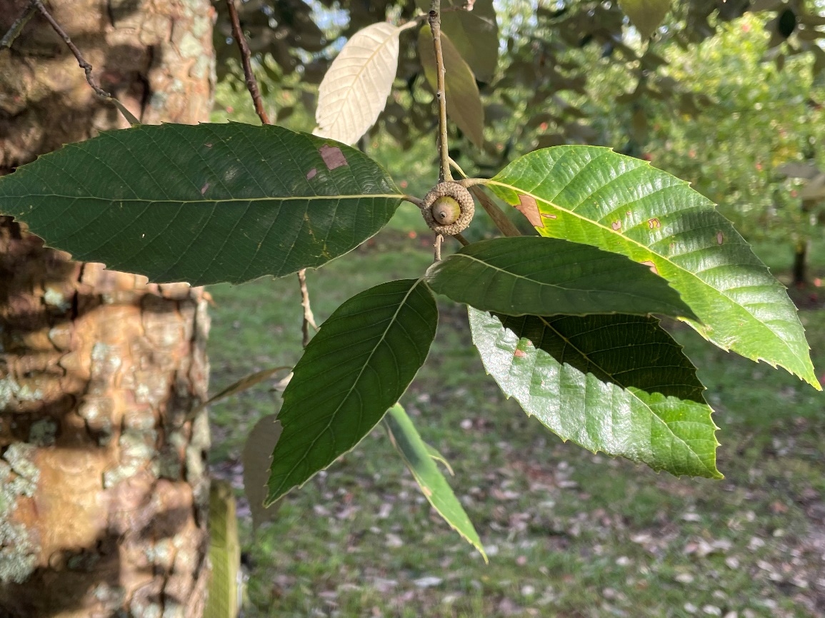Figure 1 Banj oak Quercus leucotrichophora as an edge tree on an apple orchard on River Road, Havelock North