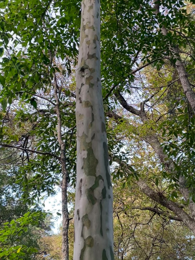 Not an oak, but honourable mention of Cornus wilsoniana, ghost dogwood with its striking bark features