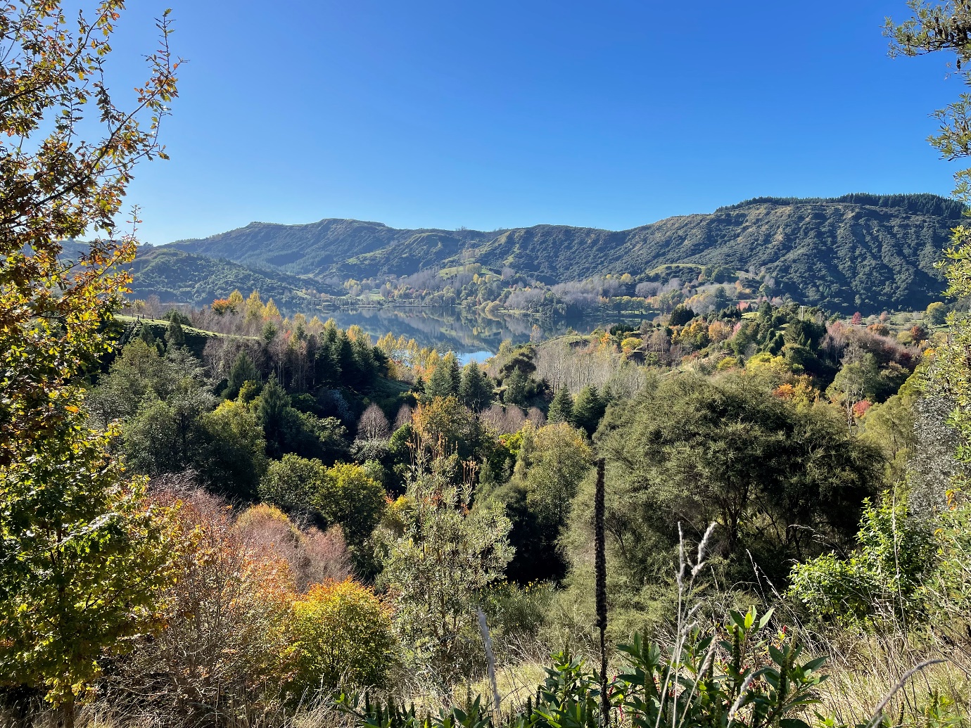   Figure 11 Guthrie Smith Arboretum viewpoint of Lake Tutira