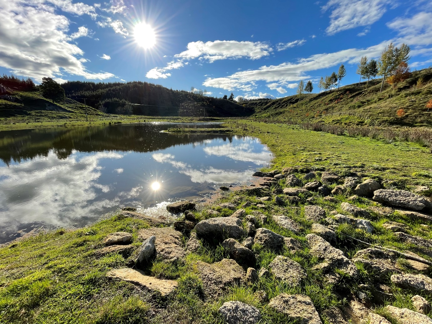 Figure 21 Constructed wetland at the base of newly planted hill country that feeds into Lake Tutira