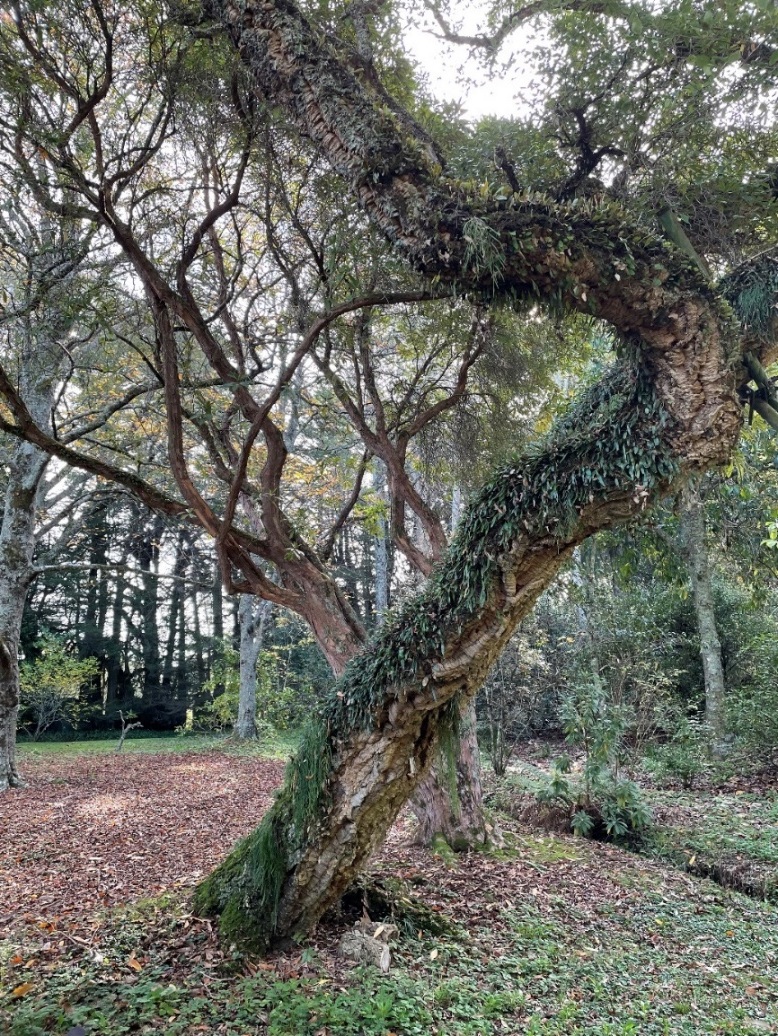 Figure 8 Quercus suber planted in 1894, popular among epiphytes and propped up by a brace