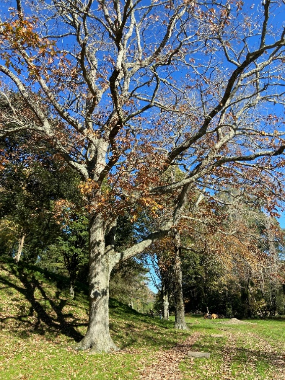 Oriental white oak, Quercus aliena, rare in New Zealand but represented by several large trees at Hackfalls.