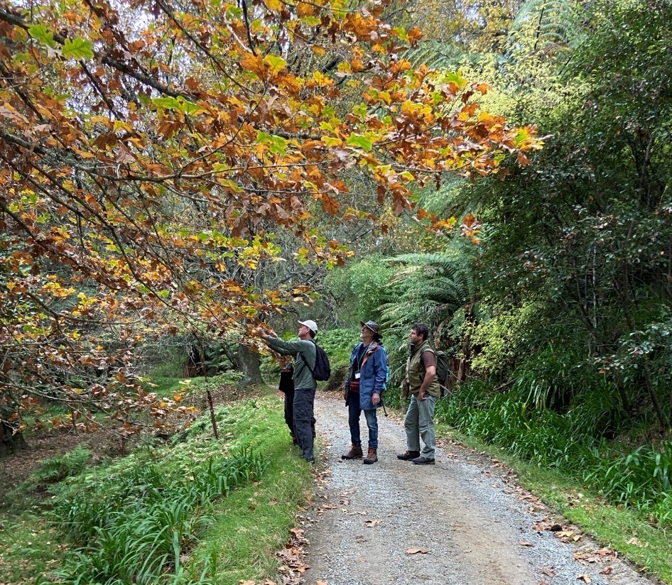 Roderick, Eric and Menno checking the Q. stellata for signs of fruiting. We found quite a few acorns on the ground – for the fir