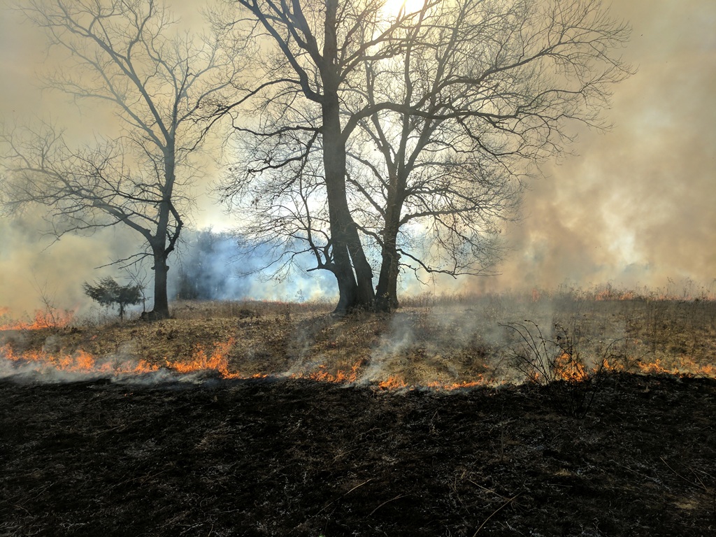 Prescribed burn in Oak Savanna in Iowa