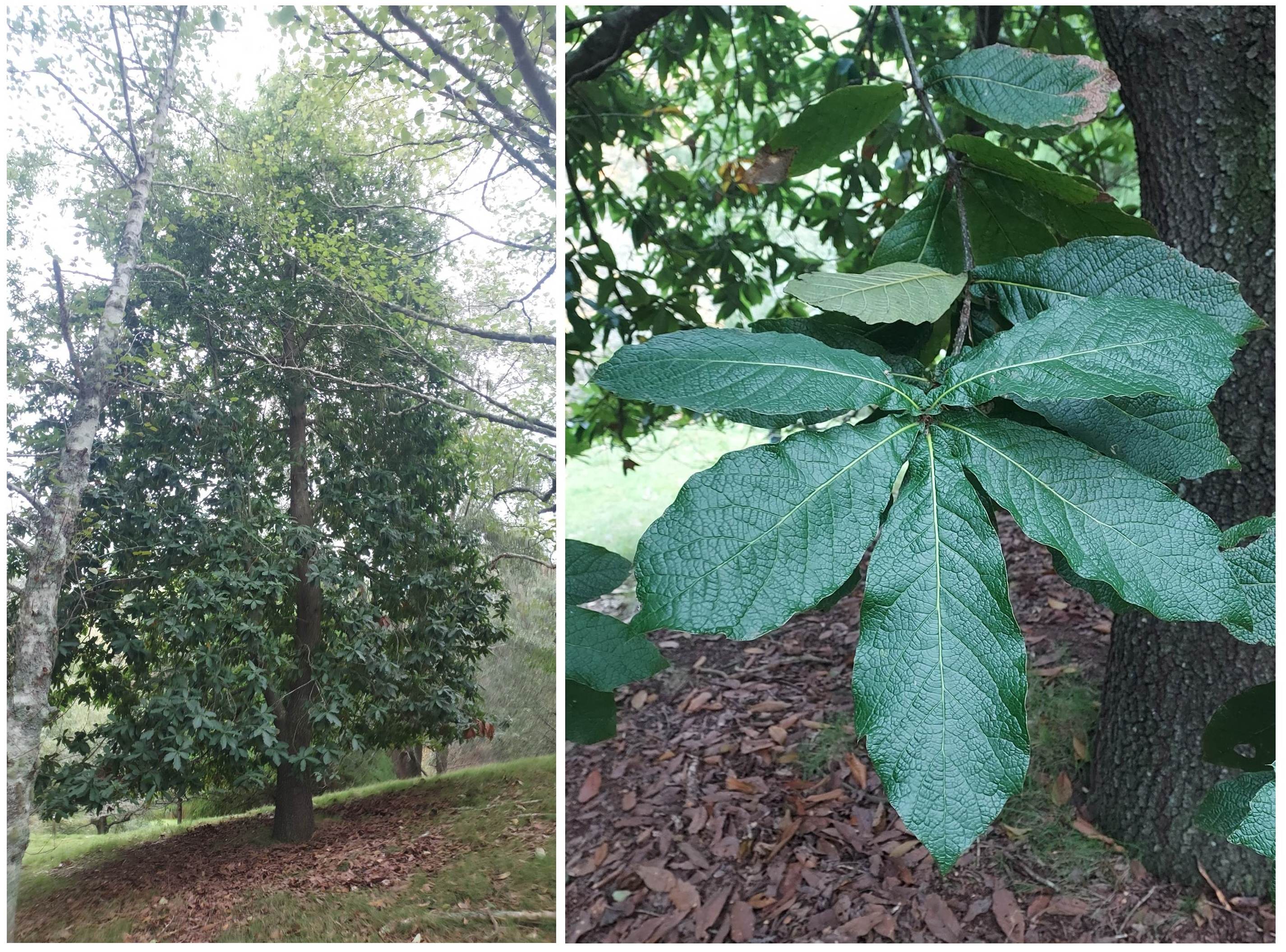Quercus rysophylla at Eastwoodhill Arboretum