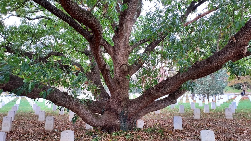 Quercus virigniana multistemmed trunk
