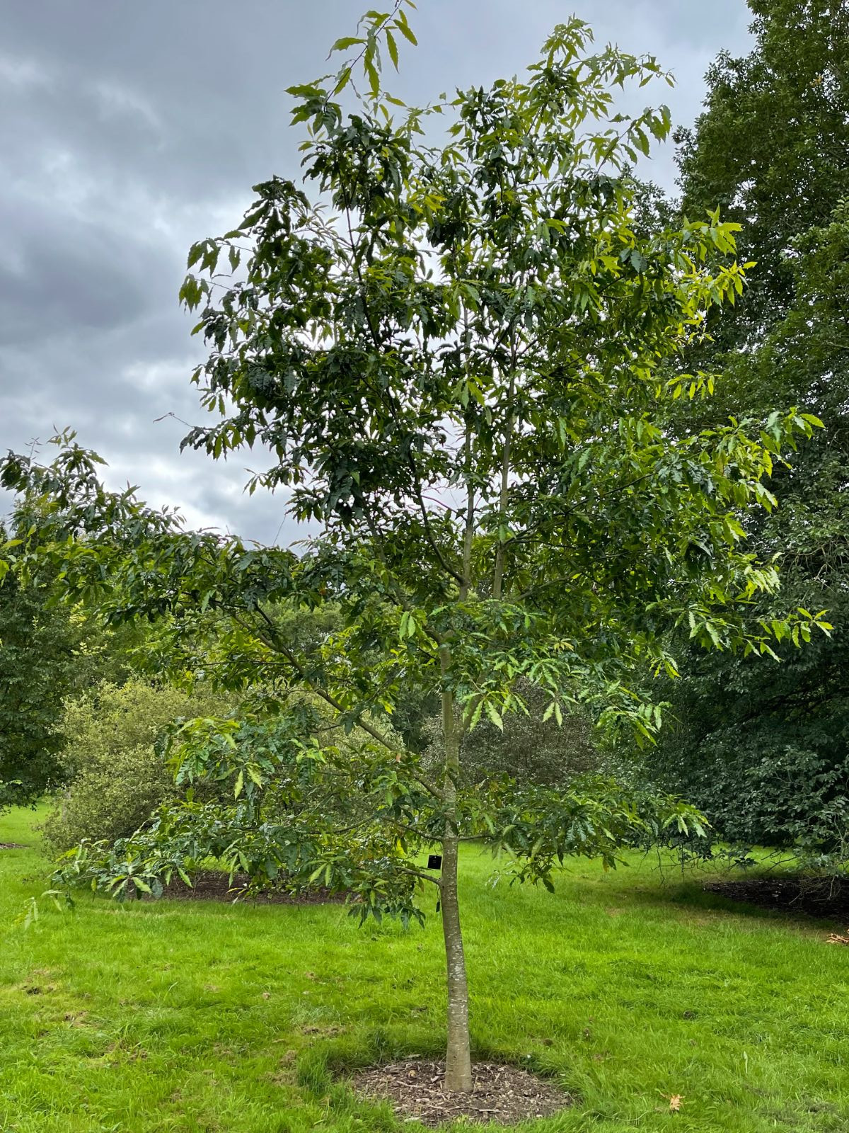 Quercus skinnert at Royal Botanic Gardens, Kew,