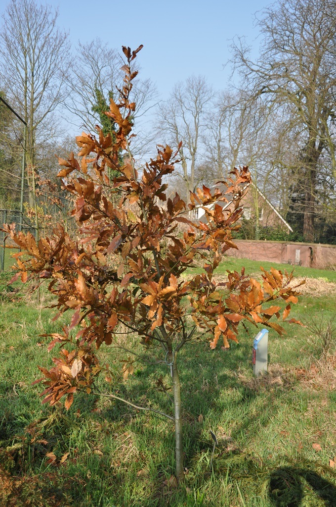 Quercus Maya March 2012