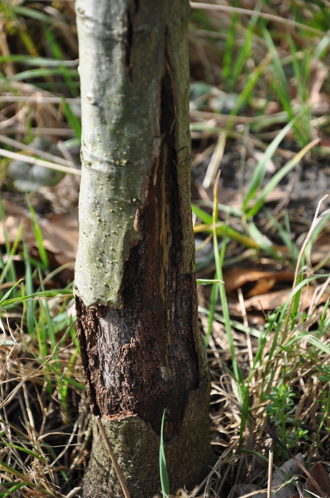 Maya Feb 2014 bark healing in patches