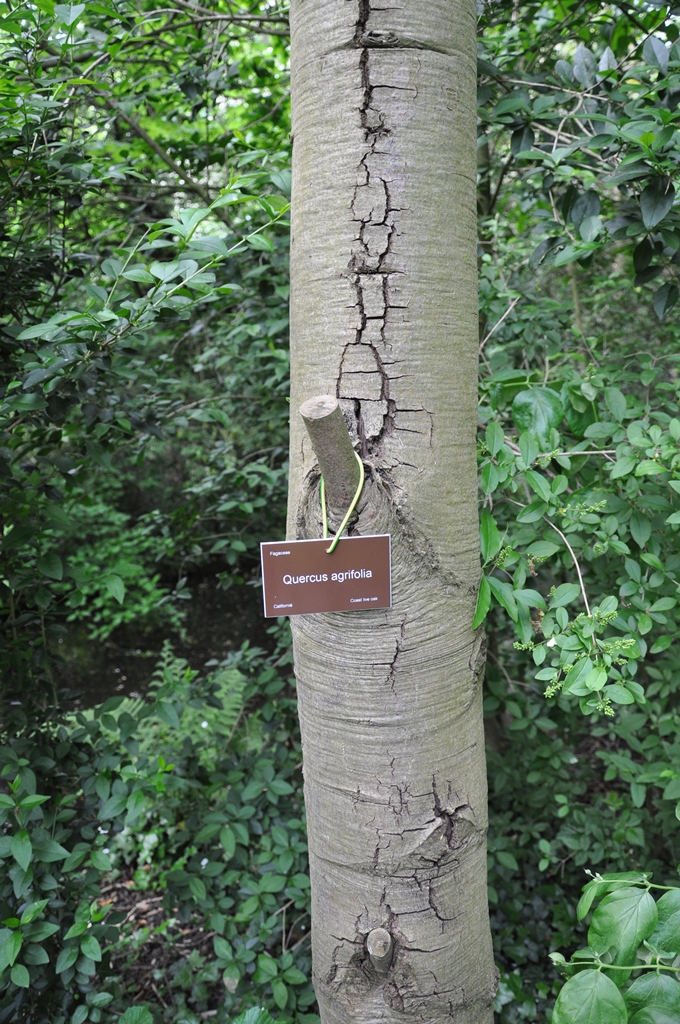 Quercus agrifolia Feb 2014