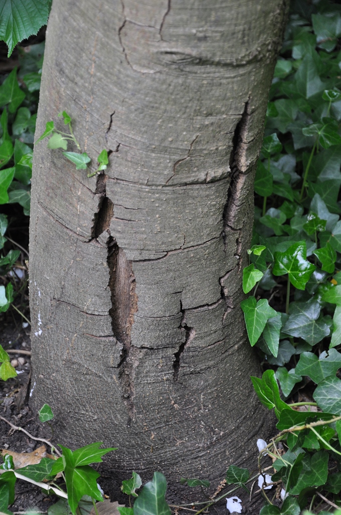 Quercus agrifolia detail of cracks