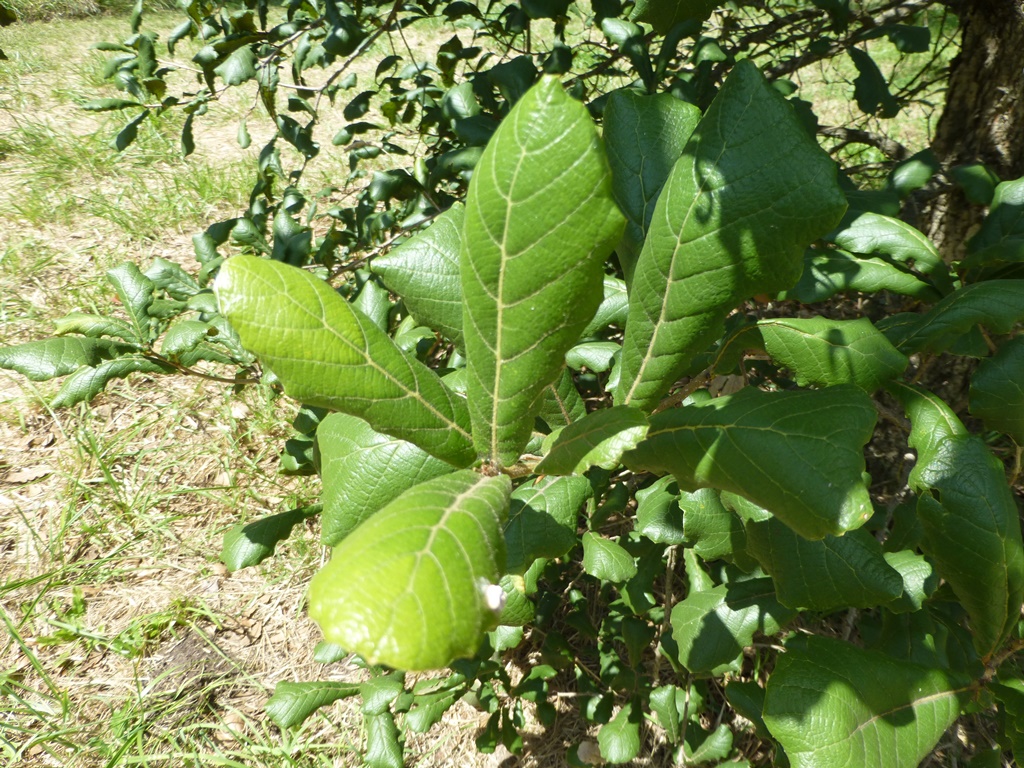 Cuppled leaves of Q. rugosa