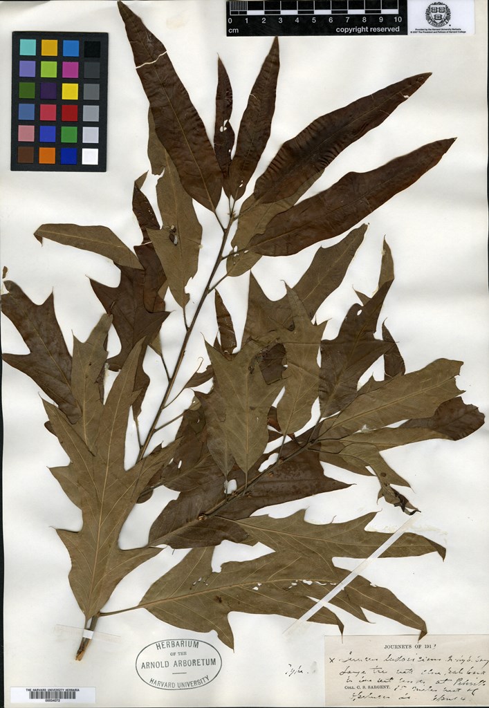 herbarium sample Sargent