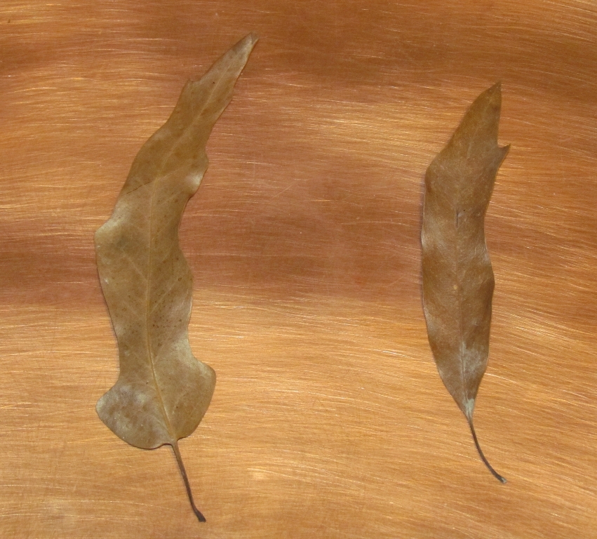 Quercus subfalcata and ludoviciana