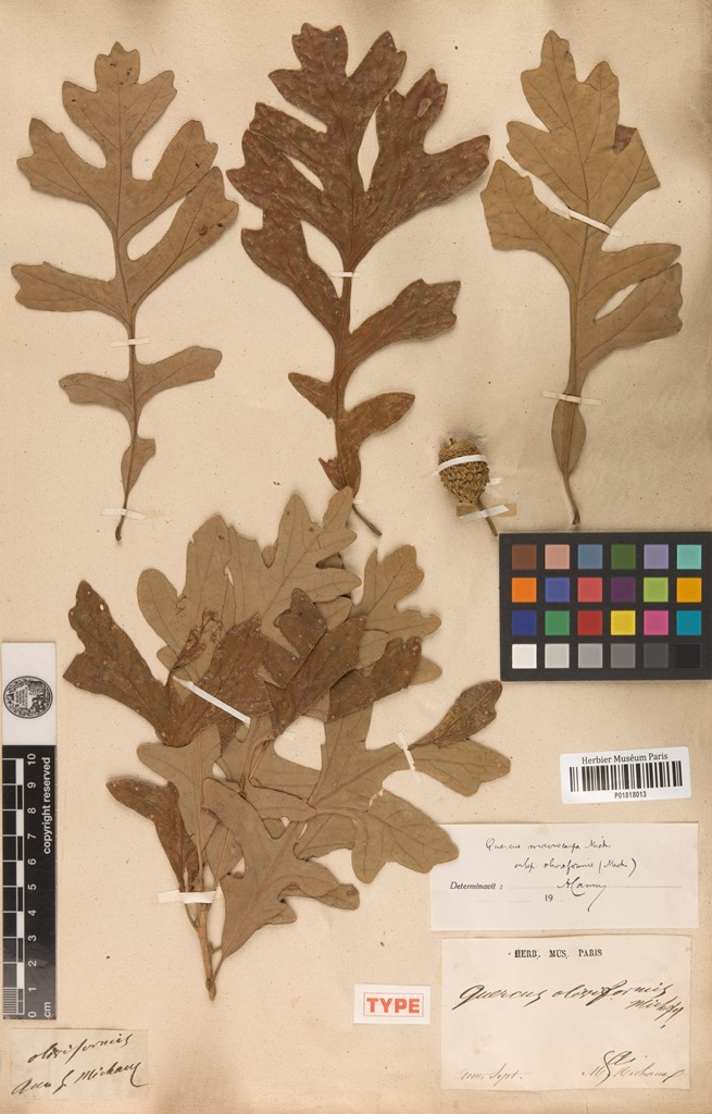 oliviformis