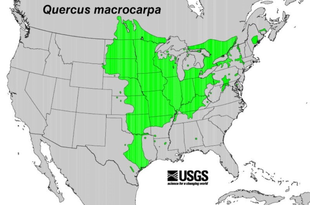 distribution