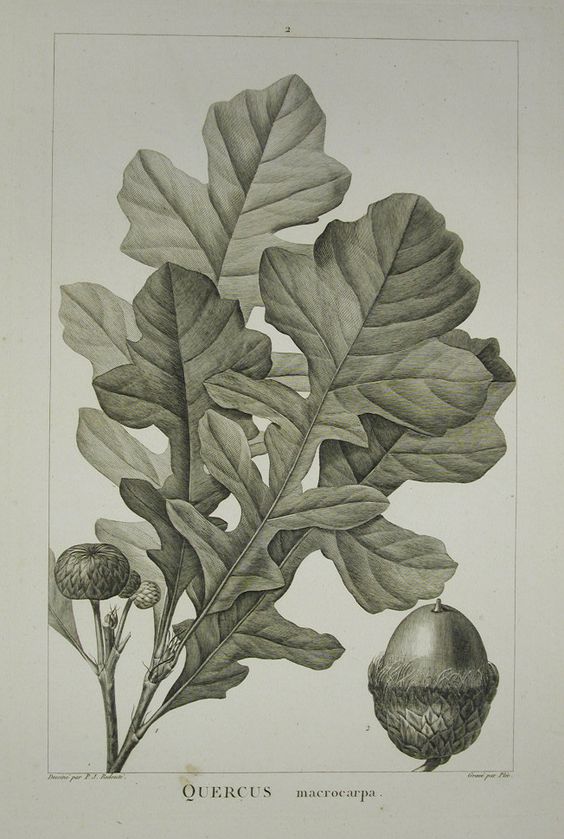 redoute