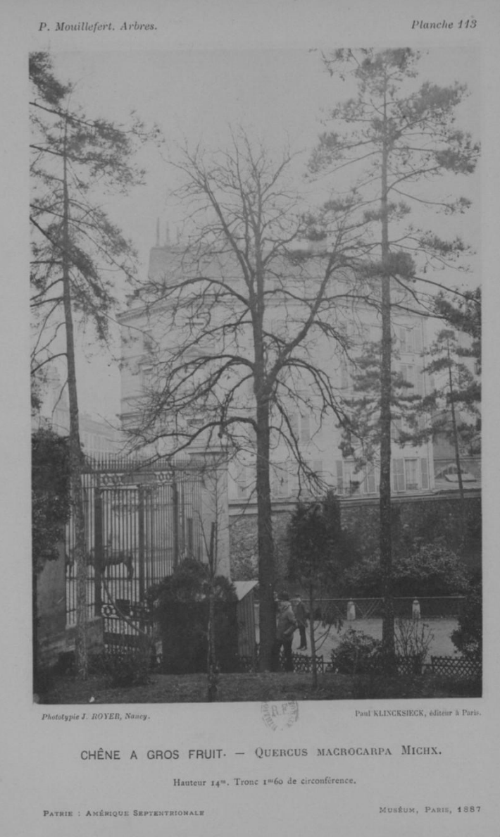 Mouillefert 1887