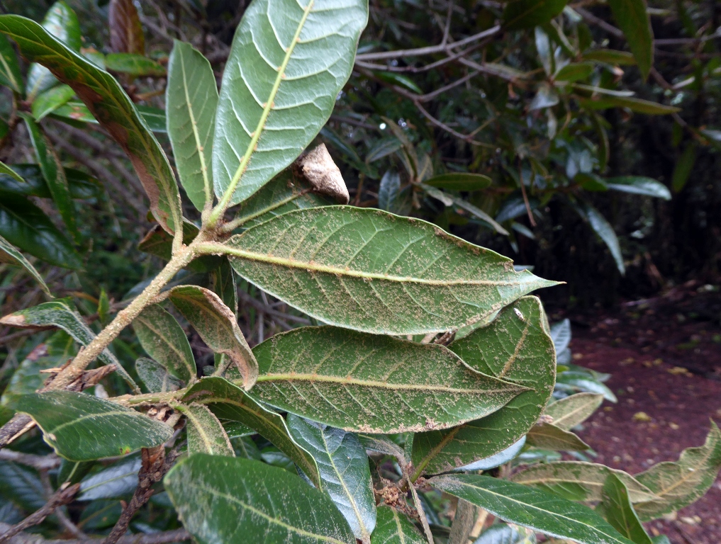 Floccose tomentum on Q. tonduzzi leaves