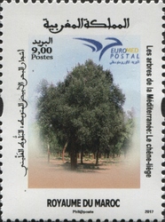 Quercus suber Morocco
