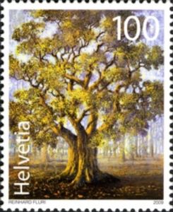 Quercus robur Switzerland