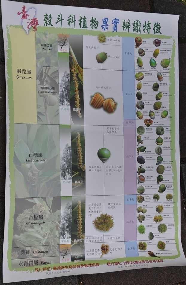 Fagaceae of Taiwan poster