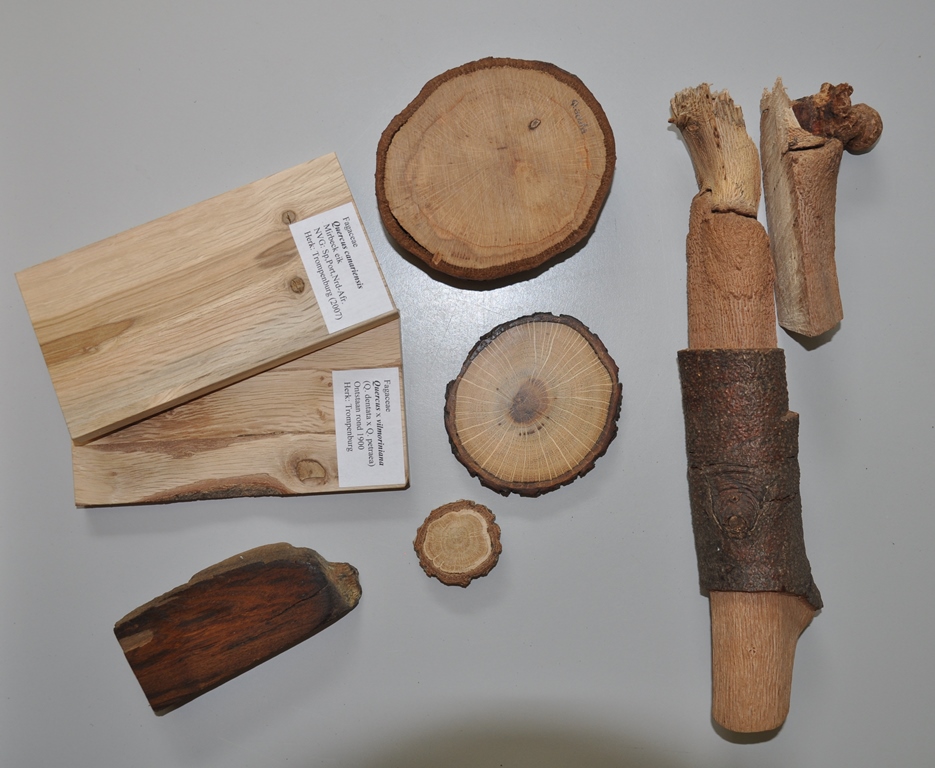 Oak wood samples