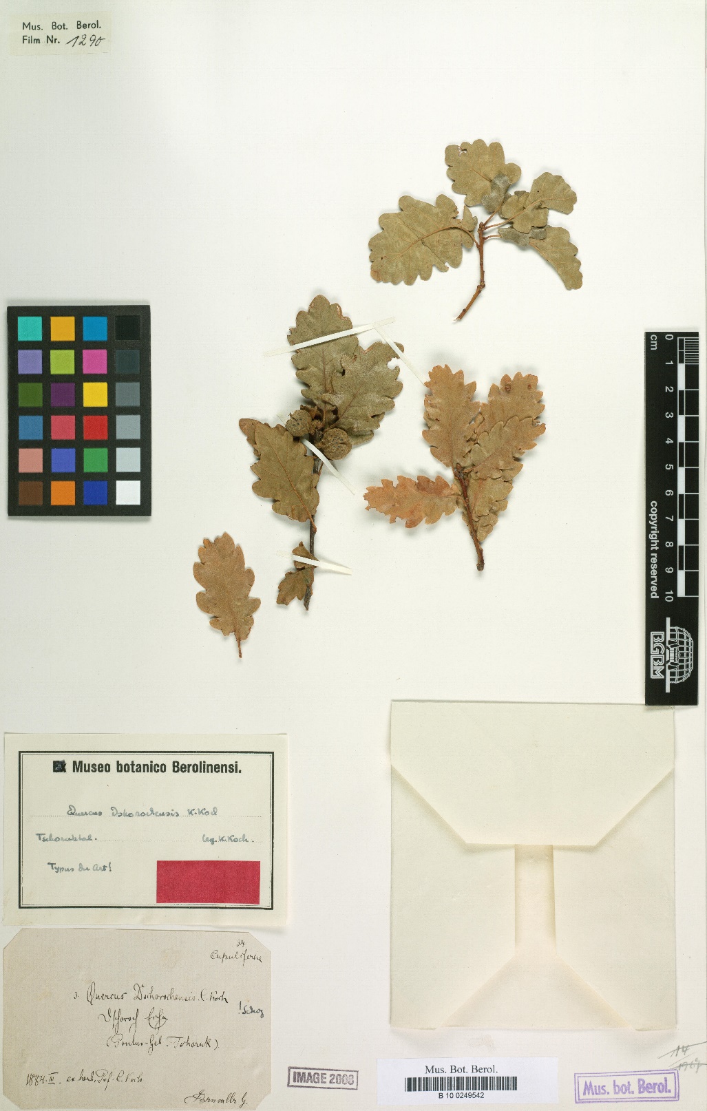 Quercus dschorochensis