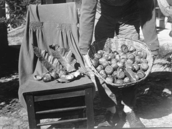 A.G.B. Fairchild with Quercus skinneri acorns