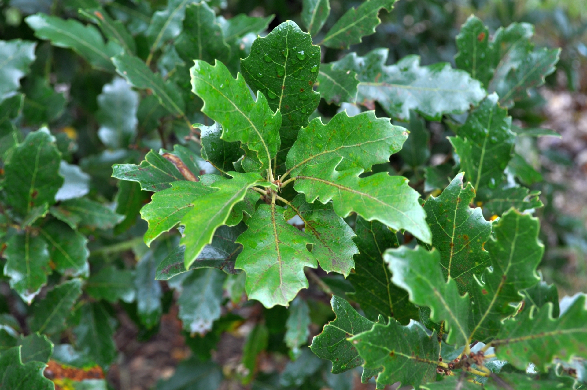 View topic Large Cork Oak...