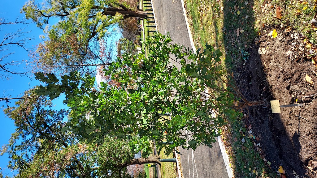 Capitol Oaks International Oak Society