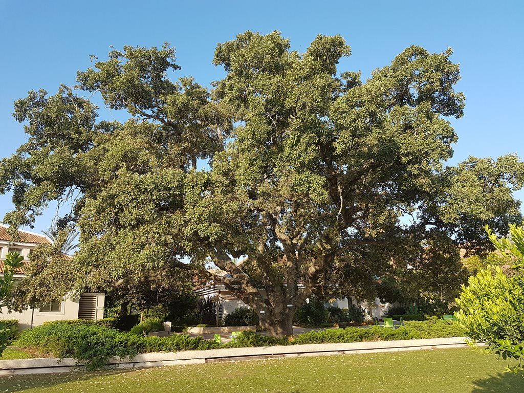 The Israeli Oak Association International Oak Society