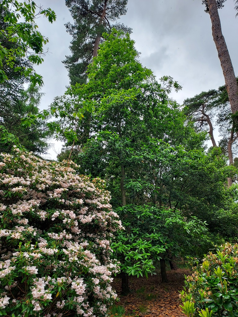 Quercus castaneifolia at Sir Harold Hillier Gardens