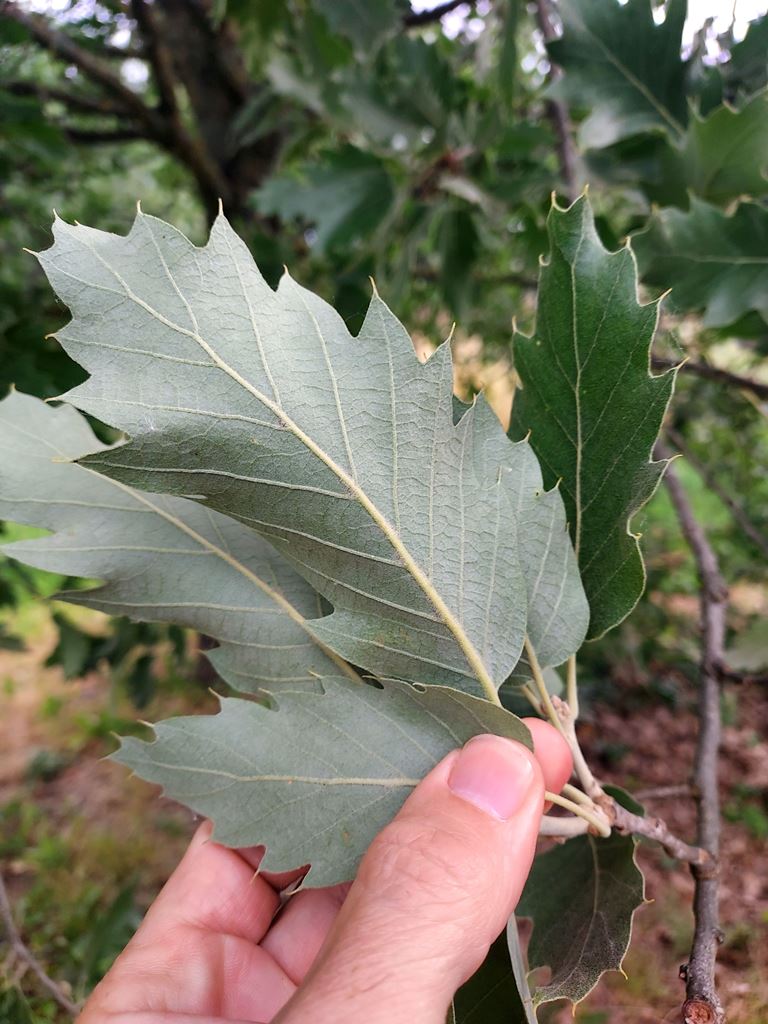 Quercus macrolepis