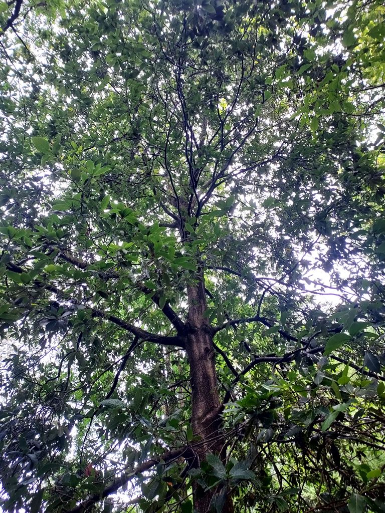 Chamption Quercus rysophylla