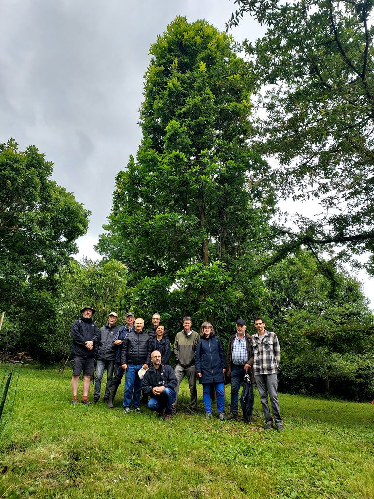 The group in front of Quercus gulielmi-treleasei