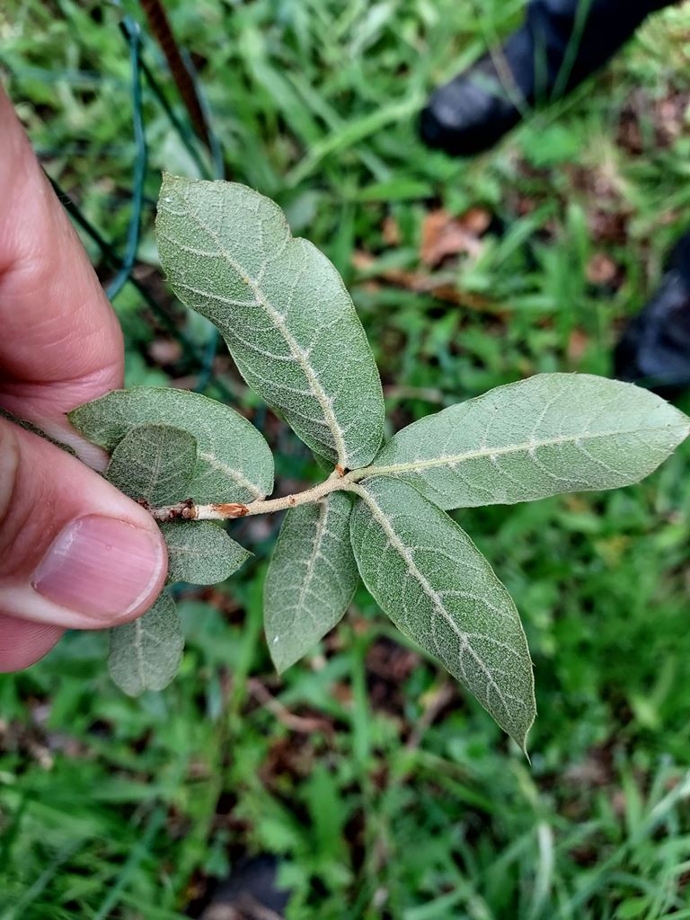 Quercus macdougallii