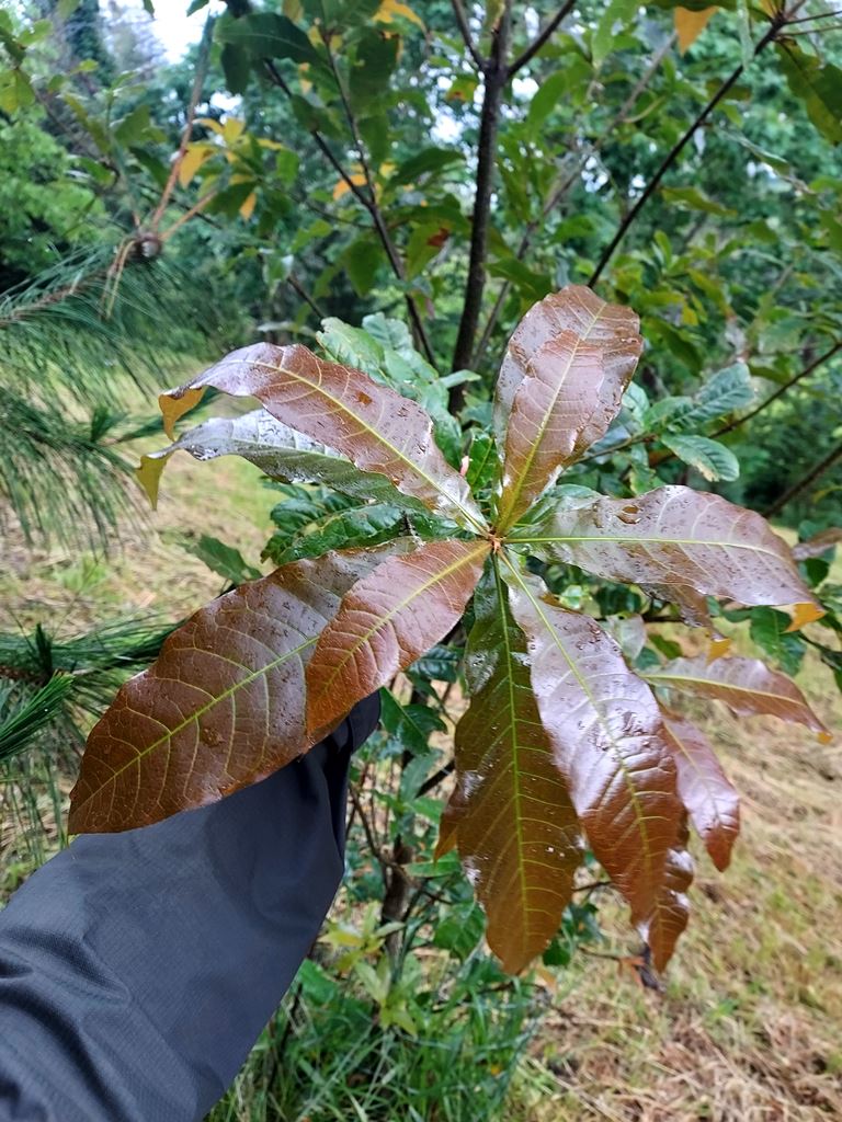 New growth on Q. benthamii