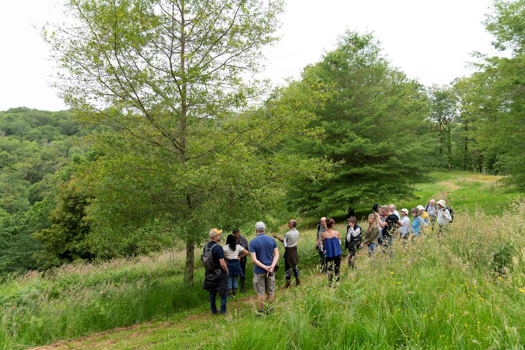 Examining an oak at Pouyouleix