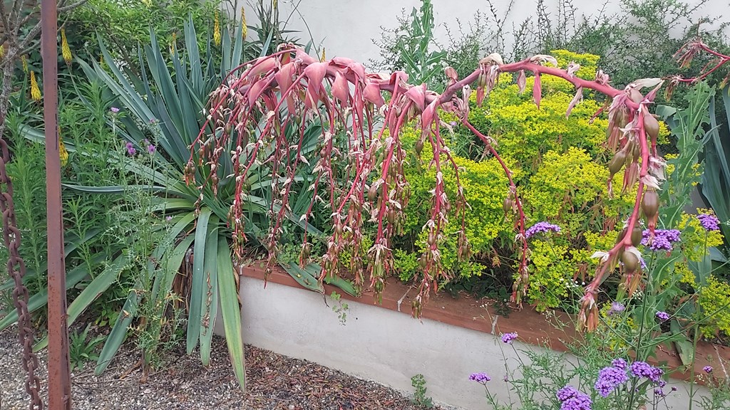 Beschorneria yuccoides