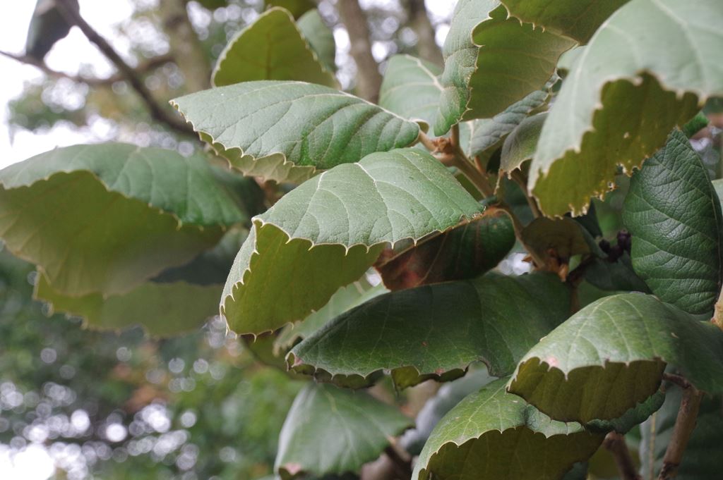 Quercus urbani Chocha