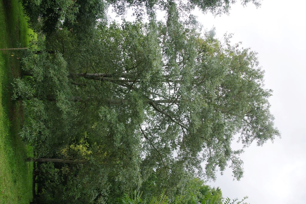 Quercus castanea Chocha