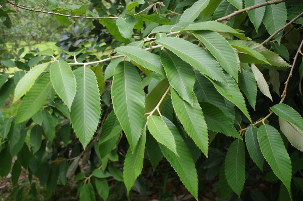 Quercus lamellosa Chocha