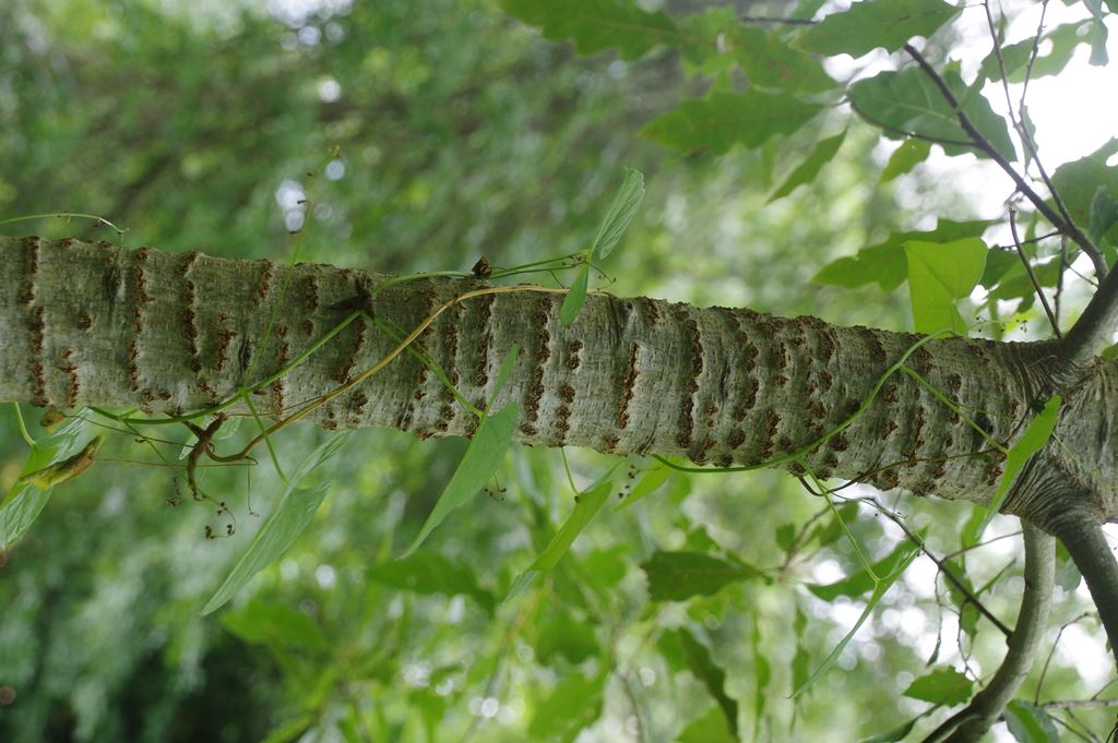 Quercus brenesii Chocha