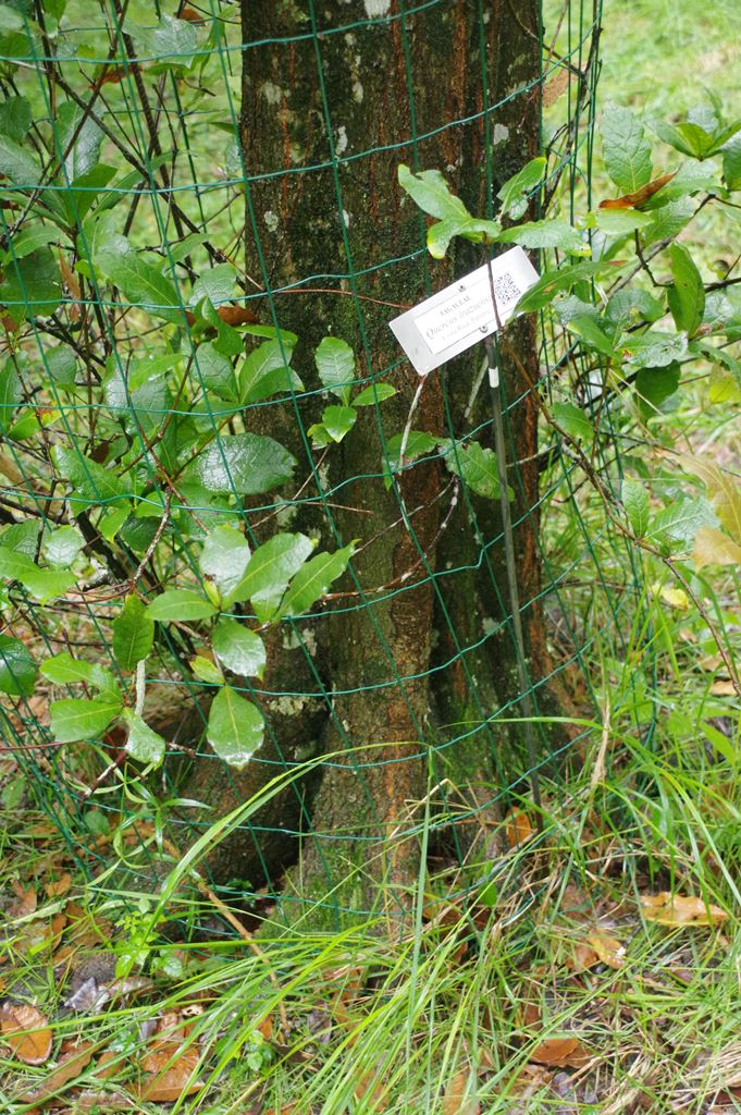 Quercus irazuensis Chocha
