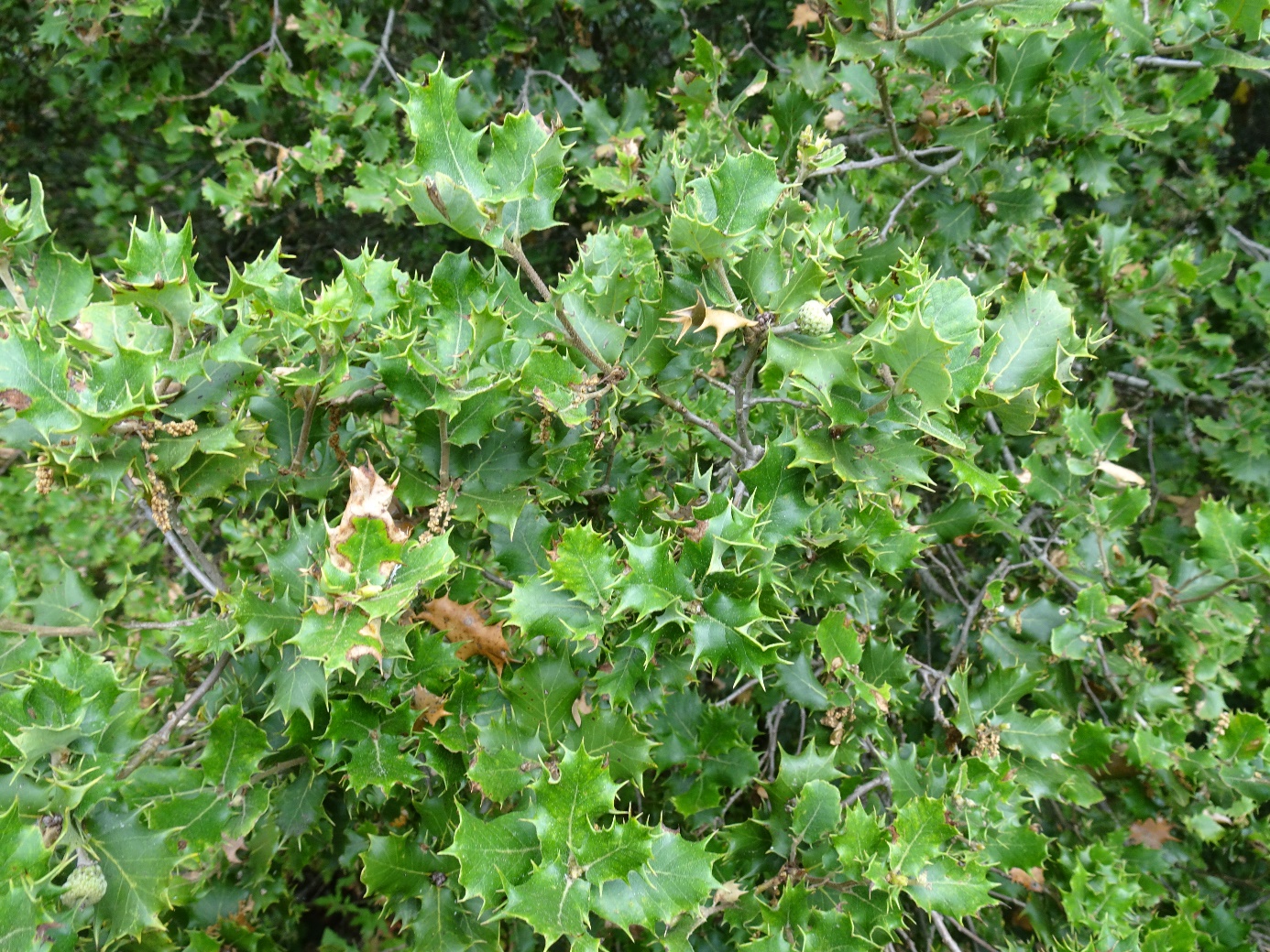 Quercus baloot, Arboretum de la Bergerette