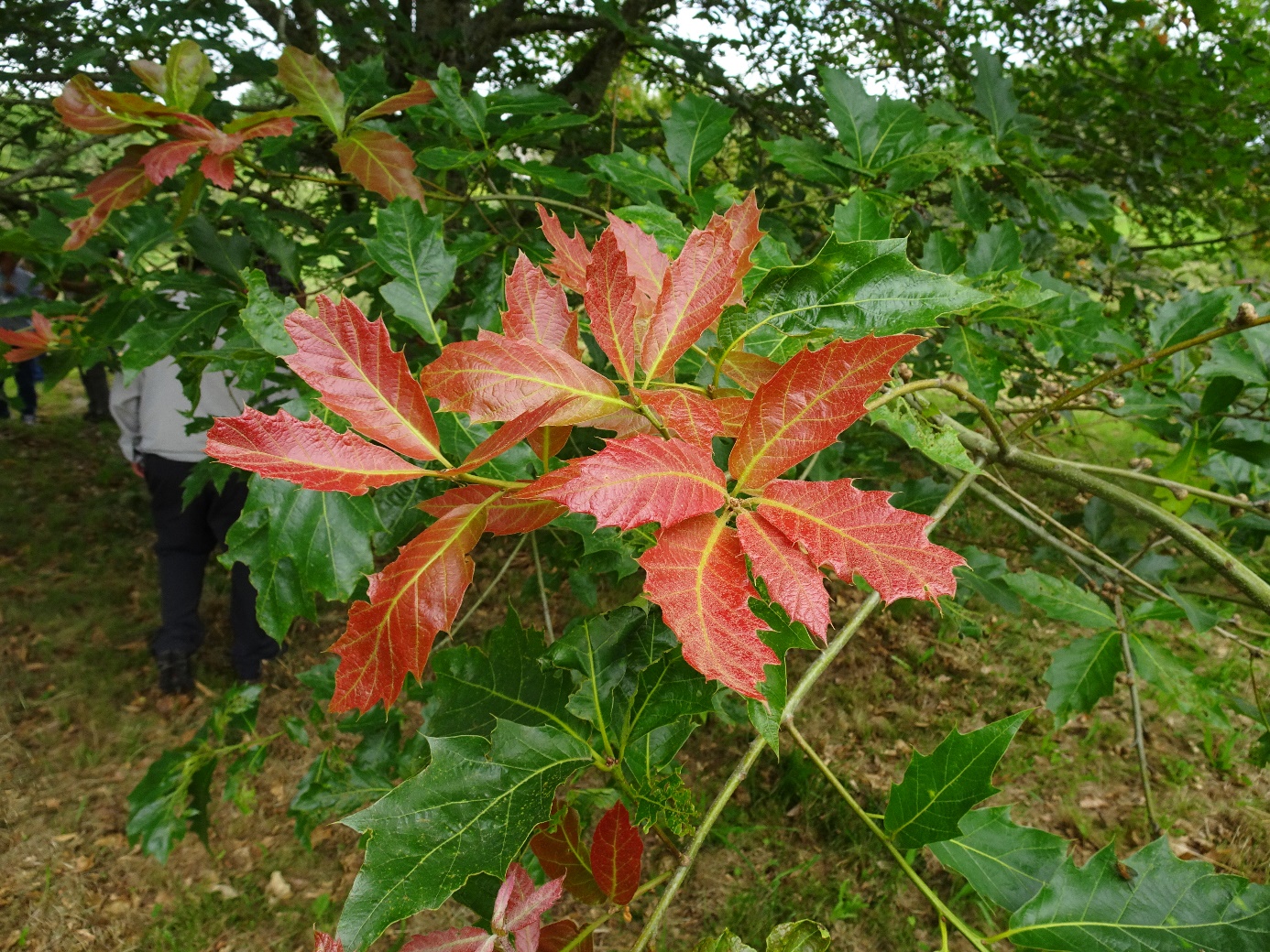 Quercus Belle dAquitaine Pouyouleix