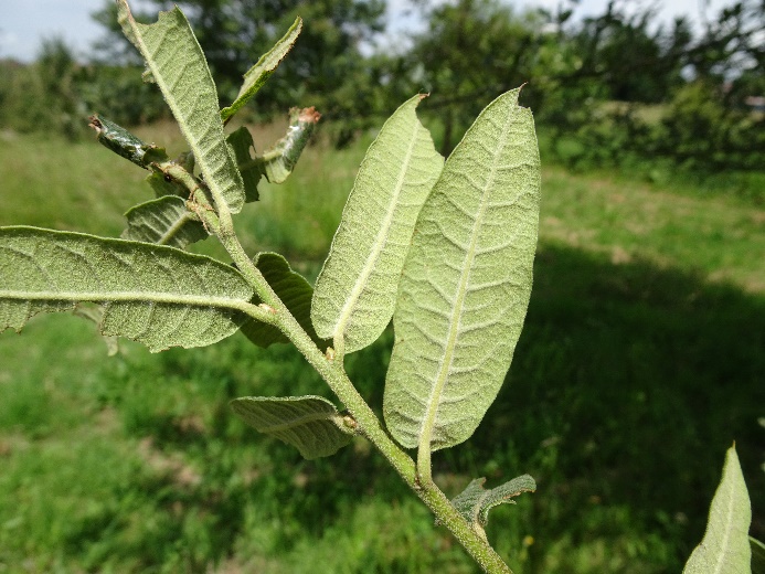 Quercus crassipes Pouyouleix