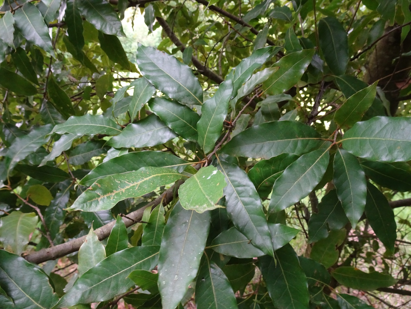 Quercus delgadoana Passadou